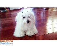 Coton de Tulear - Fotografija 6/10