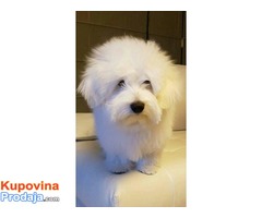 Coton de Tulear - Fotografija 10/10