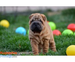 Shar Pei izvanredno leglo - Fotografija 1/9