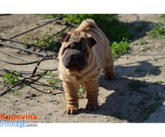 Shar Pei izvanredno leglo - Fotografija 3/9