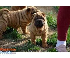 Shar Pei izvanredno leglo - Fotografija 4/9