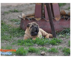 Shar Pei izvanredno leglo - Fotografija 5/9