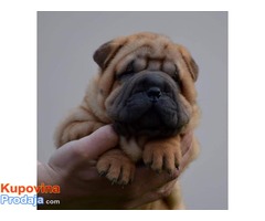 Shar Pei izvanredno leglo - Fotografija 6/9