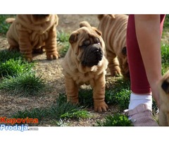 Shar Pei izvanredno leglo - Fotografija 7/9