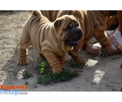 Shar Pei izvanredno leglo - Fotografija 8/9