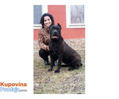 Cane corso, muški, izložbeni štenci - Fotografija 7/9