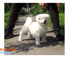 Akita Inu – dve prelepe bele ženkice - Fotografija 3/6