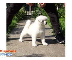 Akita Inu – dve prelepe bele ženkice - Fotografija 6/6