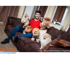 Pomeranac Boo medvedic - Fotografija 4/10