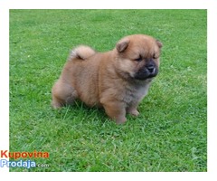 Dostupni štenad Chow Chow Chow spremni za prodaju - Fotografija 2/3