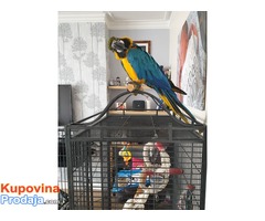 Silly Team Blue & Gold Macaw. - Fotografija 1/2