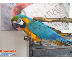 Silly Team Blue & Gold Macaw. - Fotografija 2/2