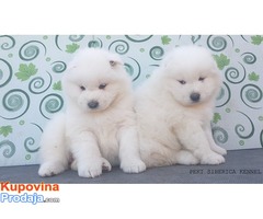 samojed stenci .odgajivacnica PEKI SIBERICA KENNEL - Fotografija 2/9