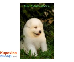 samojed stenci .odgajivacnica PEKI SIBERICA KENNEL - Fotografija 3/9