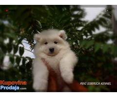 samojed stenci .odgajivacnica PEKI SIBERICA KENNEL - Fotografija 4/9