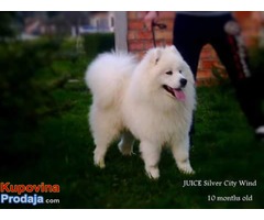 samojed stenci .odgajivacnica PEKI SIBERICA KENNEL - Fotografija 5/9