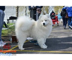 samojed stenci .odgajivacnica PEKI SIBERICA KENNEL - Fotografija 6/9