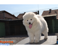 samojed stenci .odgajivacnica PEKI SIBERICA KENNEL - Fotografija 7/9