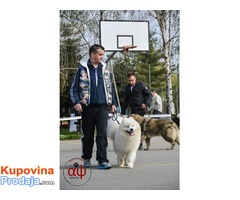 samojed stenci .odgajivacnica PEKI SIBERICA KENNEL - Fotografija 8/9