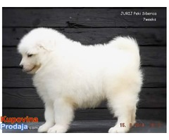 samojed stenci .odgajivacnica PEKI SIBERICA KENNEL - Fotografija 9/9