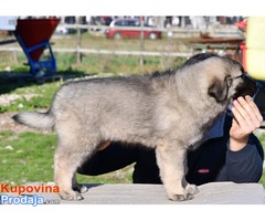 Šarplaninac štenci - Fotografija 2/8