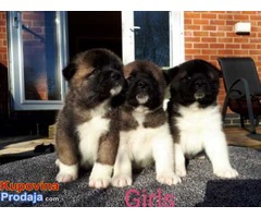 Akita pups dostupan - Fotografija 2/3