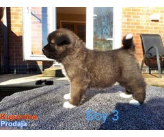 Akita pups dostupan - Fotografija 3/3