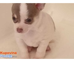 Beutifull Chihuahua štenad za Rehoming - Fotografija 2/4