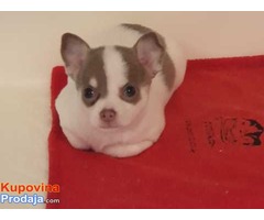 Beutifull Chihuahua štenad za Rehoming - Fotografija 3/4