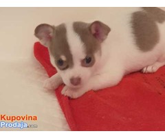 Beutifull Chihuahua štenad za Rehoming - Fotografija 4/4