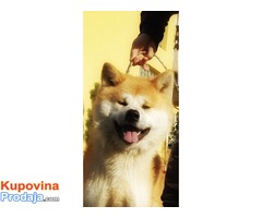 Akita Inu Stenci - Fotografija 2/2