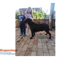 CANE CORSO odrasli psiCANE CORSO odrasli psi - Fotografija 4/8