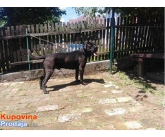 CANE CORSO odrasli psiCANE CORSO odrasli psi - Fotografija 6/8