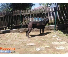 CANE CORSO odrasli psiCANE CORSO odrasli psi - Fotografija 7/8