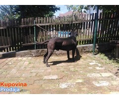 CANE CORSO odrasli psiCANE CORSO odrasli psi - Fotografija 8/8