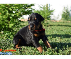 Doberman štenci - Fotografija 1/10