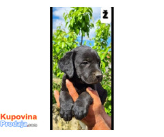 Labrador retriver - Fotografija 1/8