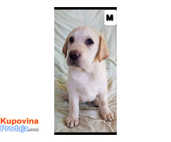 Labrador retriver - Fotografija 2/8