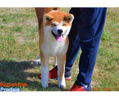 Akita inu - Fotografija 1/5