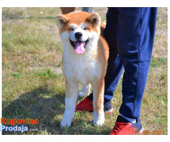 Akita inu - Fotografija 2/5