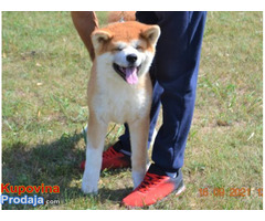 Akita inu - Fotografija 3/5