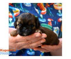 Brussels griffon ( Briselski grifon ) - Fotografija 3/8