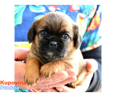 Brussels griffon ( Briselski grifon ) - Fotografija 7/8