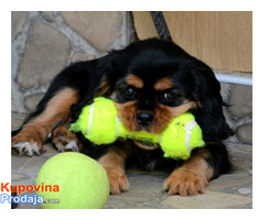 Cavalier King Charles španijeli - Fotografija 3/9