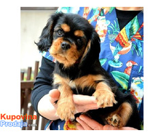 Cavalier King Charles španijeli - Fotografija 5/9