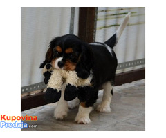 Cavalier King Charles španijeli - Fotografija 7/9