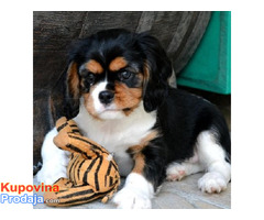 Cavalier King Charles španijeli - Fotografija 8/9