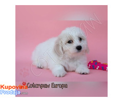 Coton de Tulear - Fotografija 3/6