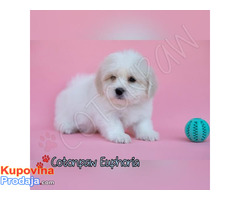 Coton de Tulear - Fotografija 5/6