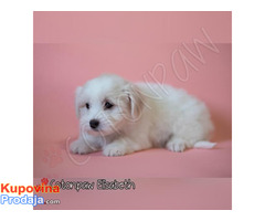 Coton de Tulear - Fotografija 6/6